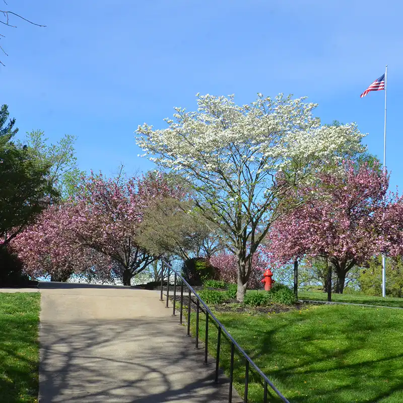 Flowering trees on Fraley Circle